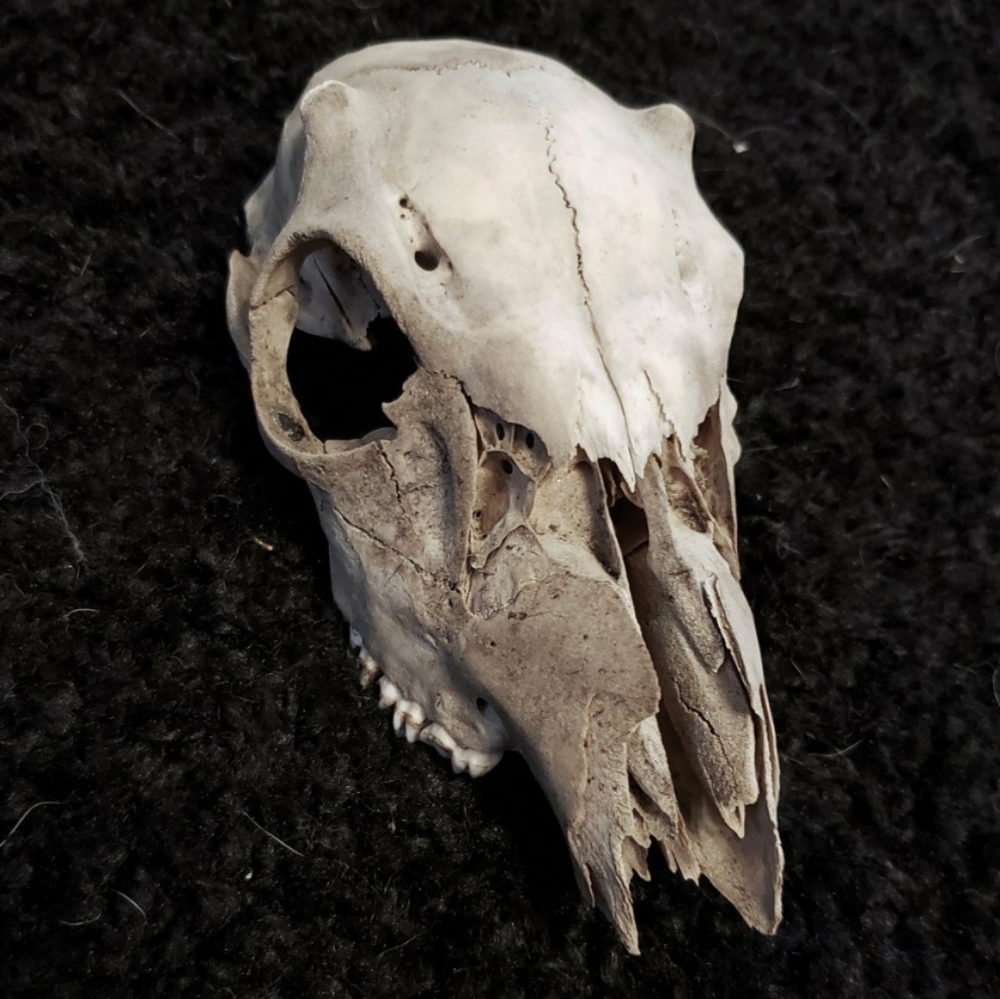 male deer skull